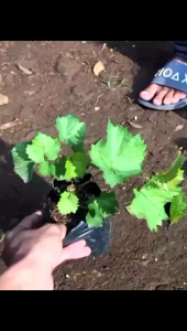 Bibit anggur hijau / pohon anggur hijau