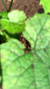 Bibit Anggur Merah Mudah Tumbuh & Cepat Berbuah