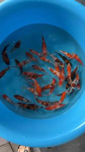 JAPAN KOI IMPORT 10-15cm 10pcs COMBO RANDOM CHOOSE RM2288 OFFER from OGATA FARM