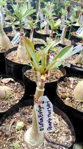 BUNGA ADENIUM KAMBOJA JEPANG GRAFTINGAN SAMBUNGAN BUNGA TUMPUK
