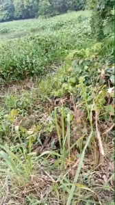 soft frog 5 cm