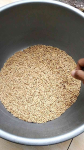 Benih Padi AGT 303 Kemasan 5kg: Benih Padi Berkualitas Tinggi