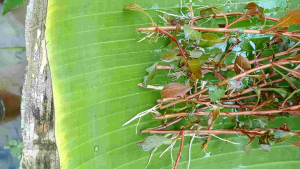 Tanaman Hiasan Aquarium: Mengenal Ludwigia Repens