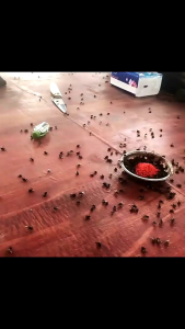 FLY BAIT POWDER 500 GRAM SUREKILL FLY KILLER