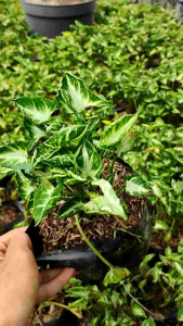 Syngonium ‘Godzilla’ -  - Pokok Syngonium Godzilla - सिंगोनियम गॉडज़िला Syngonium Godzilla – Reptile-Textured Leaves Rare Aroid Indoor Statement Plant Easy to Grow Exotic Tropical Foliage LIVE PLANT