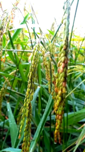 COD!! 1 KG PADI KETAN PUTIH GRENDEL SUPER benih kualitas terbaik