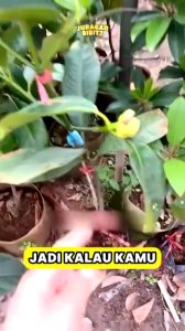 Selamat Datang Ditoko Kami Bibit Manggis Asal Bibit Okulasi Dapat Di tanam Dalam Pot Iklim Tumbuh Dataran Rendah Atau Panas Media Tanam Sekam Perawatan Mudah Cukup Siram Sehari Sekali Pemupukan Sebulan Sekali Terimakaisih