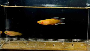 [DOA] Aphyosemion Australe Gold