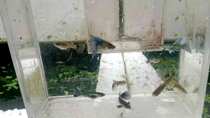 OFFER 1 PAIR GREEN DRAGON JUNIOR