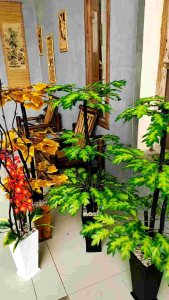 Pohon Anggur Hias: Dekorasi Interior Anggur yang Cantik