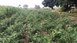 3K Organic Pest Control Plus Fungicide Antifungal Antibacterial Antivirus Lapnos or Anthracnose control