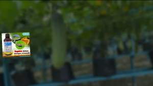 Nurelle - 505 EC/ Racun Serangga