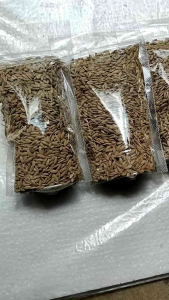 Benih padi ketan hitam super unggul