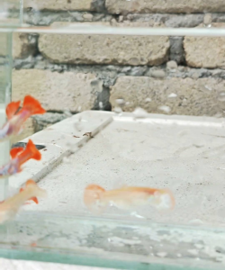 Guppy Albino Dumbo Redtail 1 Pair