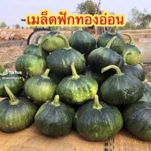 เมล็ดพันธุ์ ฟักทองอ่อน พันธ์ุ พริตตี้ ปลูกง่าย ผลดก ทนร้อน บรรจุ40-50