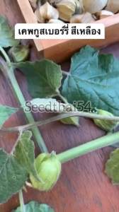 เมล็ดเคพกูสเบอร์รี่เมล็ด ✅โทงเทงฝรั่ง☘️ปลูกง่าย ขึ้นไว ทานสด หรือใส่ผักสลัดอร่อย โทงเทงฝรั่ง