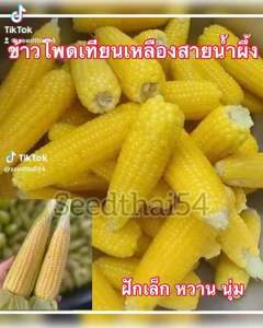 เมล็ดข้าวโพดเทียนเหลืองสายน้ำผึ้ง บรรจุ 200-300เมล็ดหวานน้ำผึ้งหอม