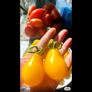 10 BUTIR BIJI/BENIH TOMAT PEAR KUNING/TOMATO YELLOW PEAR