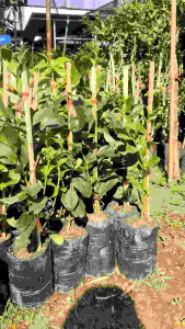 ต้นเลม่อนยูเรก้า ต้นเสียบยอด ต้นละ 120฿