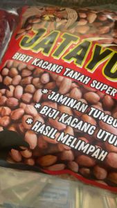 1kg BENIH KACANG TANAH VARIETAS GAJAH KUALITAS SUPER SIAP TANAM