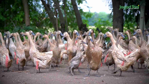 Telur bebek mentah langsung dari ternak free PACKAGING EXTRA AMAN Kemasan Ekstra Aman Warranty Penjual Produk Asli Indonesia - Lazada