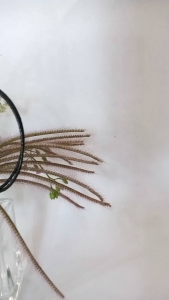 Gelang tali Korea manik mote ukir