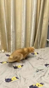 TISU BASAH HIGIENIS HEWAN KUCING ANJING ISI 80 LEMBAR