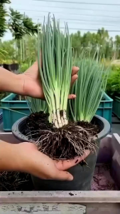 Pupuk bawang merah / pupuk bawang daun / pupuk penyubur bawang daun / pupuk bawang putih