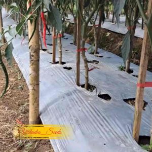 [Virladia Seeds] Biji Benih tanaman Cabe Keriting Merah