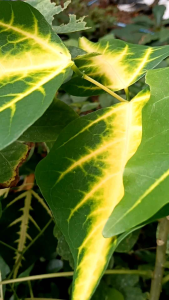 ปาริชาต ทองหลางลาย กระถาง 11 นิ้ว ต้นสวยและแข็งแรง (กทม)