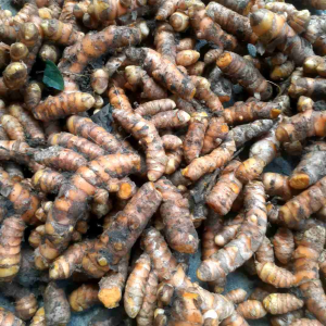 Kunyit Kuning Segar 1 KG: Bumbu Obat Magh