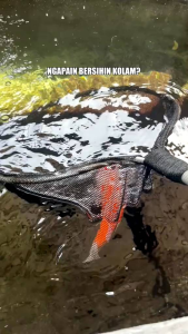 B-MICRO+ 100ML BMICRO PLUS Cair Bakteri Starter Penjernih Pengurai Amonia Air Akuarium Kolam Ikan