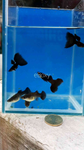 Black Moscow Guppy