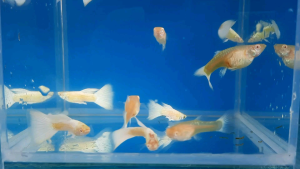 Platinum White Albino Guppy Pair Albino Guppies Bubble Guppies Albino German Shepard - Lazada