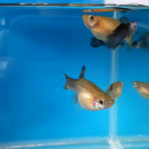 Blue Panda Guppy Fish
