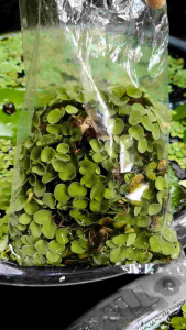 จอกหูหนู จอกรวงผึ้ง organic ปลอดพยาธิหอยคัน