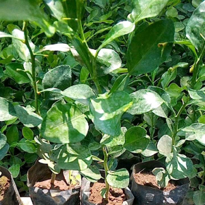 paket bibit 2 jeruk purut ./bumbu sambal / penyedap masakan / bumbu masak mantapl