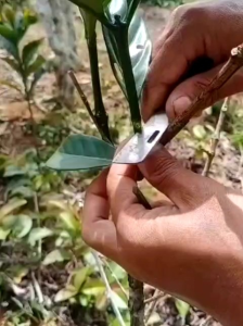 Alat Bonsai dan berkebun Set Alat Grafting Sambung Cangkok Okulasi Pisau lipat + Plastik grafting