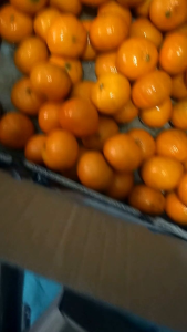 Buah Jeruk Mandarin Wogan & Ibaza fruitsBOX: Buah Segar dari Alam