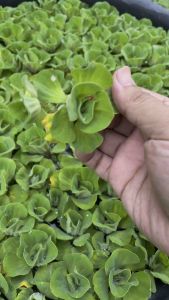 1pc kiambang rose untuk guppy betta