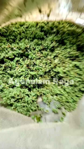 bibit tanaman azolla 1kg pakan ternak protein tinggi benih azola microphylla super