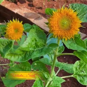 [Virladia Seeds] Biji Benih Tanaman bunga Matahari Teddy Bear