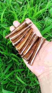 Pipa Cangklong Kayu Gali Johar Mini: Alat Pertanian Tradisional