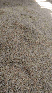 Sekam Padi Kulit Gabah Padi Media Tanam 1kg Murni Kering