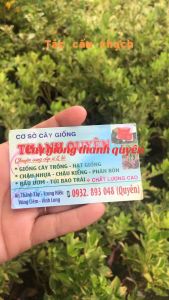 CÂY GIỐNG TẮC CẨM THẠCHCây vô chậu lớncao trung bình 50cm 90cm .cây trưởng thành đang ra hoa