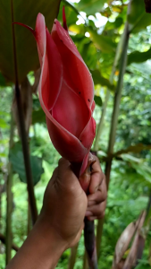 Sayur Segar Kecombrang Muda 3 Kuncup Olahan Sayur Tradisional Siap Kirim