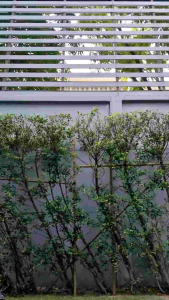 กางเกงพลีทแฟชั่นสวยๆ สีพื้น