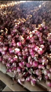 Promo Bawang Merah Super Asli Garut: Bawang Merah Enak Lezat Harum