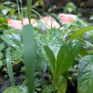 Sabun Herbal Lengkuas BPOM: Kebersihan & Kesehatan Kulit