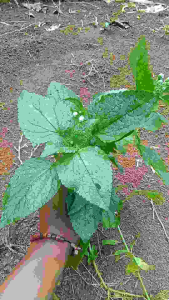 Rumput Bandotan Babadotan Herbal Super Segar Spesial kualitas Original